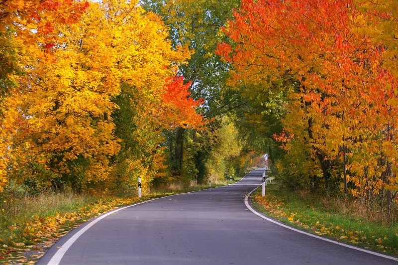 tunnel-of-trees