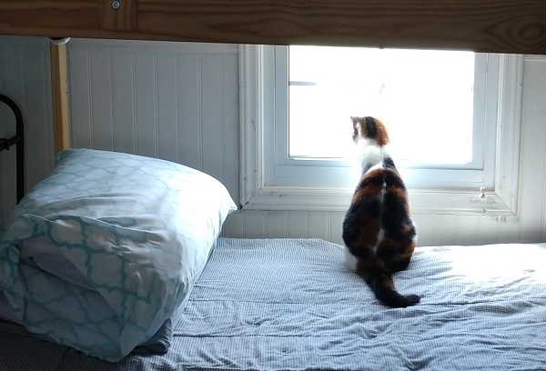 IMG_20200419_151517456